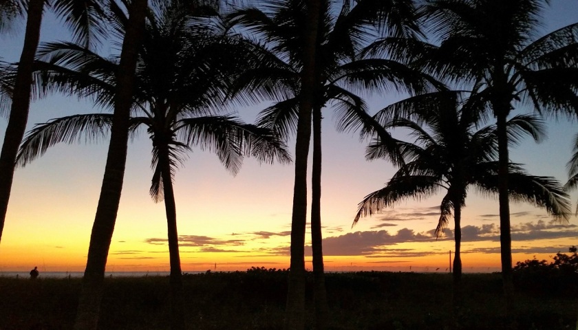 Ocean Morning Palm Trees